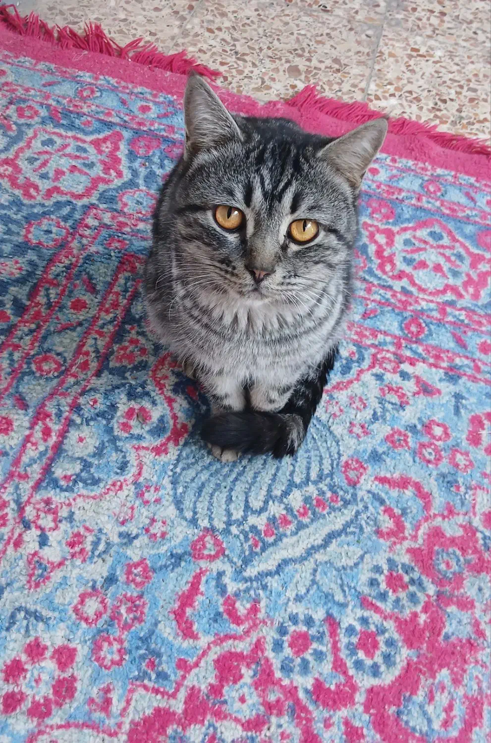 واگذاری گربه|گربه|گالیکش, |دیوار