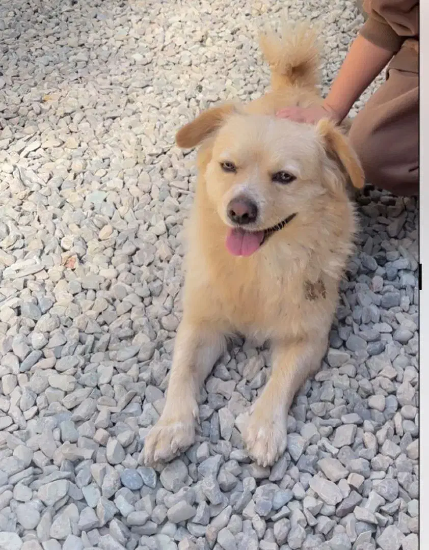 گمشده|سگ|چهارباغ, |دیوار