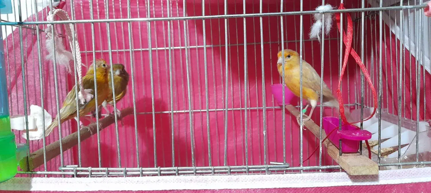 قناری ماده|پرنده|شاهینشهر, امیرکبیر|دیوار