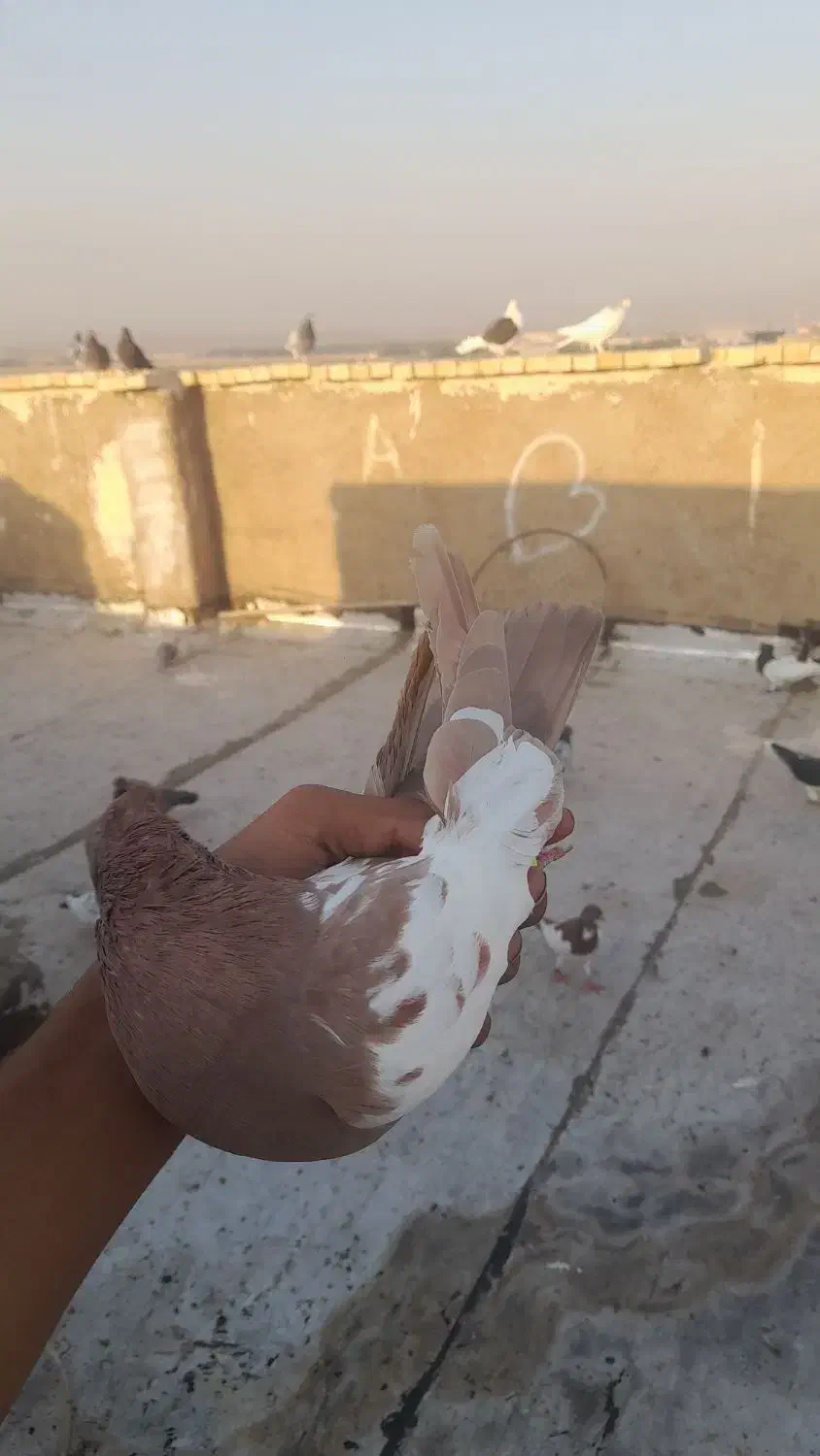 کبوتر سینه‌ای|پرنده|اهواز, علی آباد|دیوار