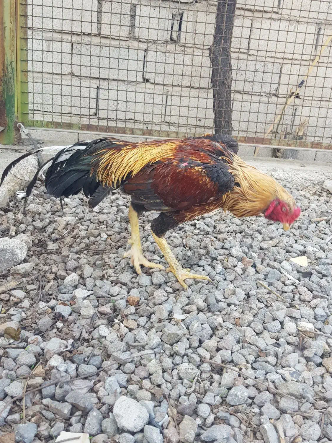 لاری|حیوانات مزرعه|مشگین شهر, |دیوار