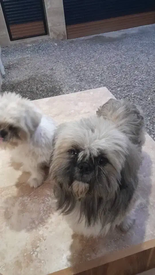 سگ شیتزو کراس فلت عروسکی سفید|سگ|رشت, حاجی آباد|دیوار