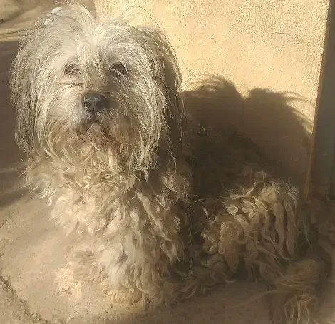 سگ کوکر و شیتزو|سگ|بوئین زهرا, |دیوار