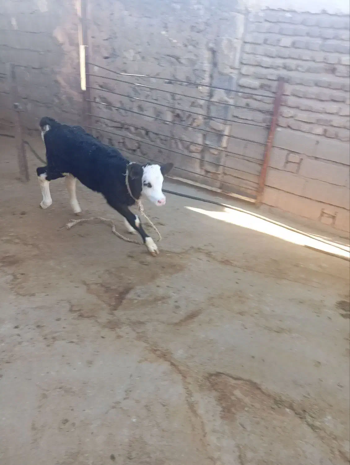 گوساله ماده سیمنتال اصل|حیوانات مزرعه|گیلان غرب, |دیوار