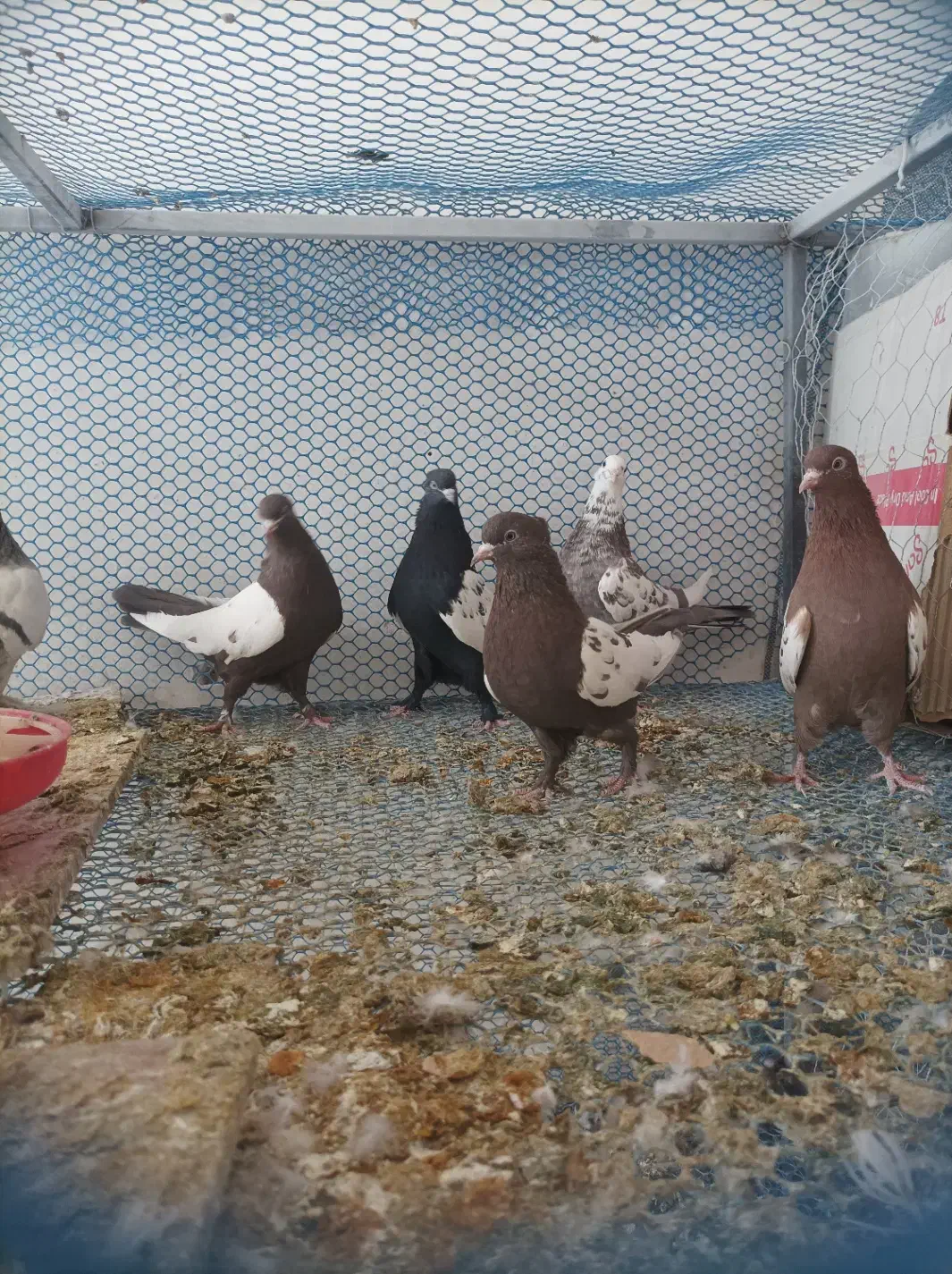 کبوتر کفتر|پرنده|شیراز, کوشک بیدک|دیوار