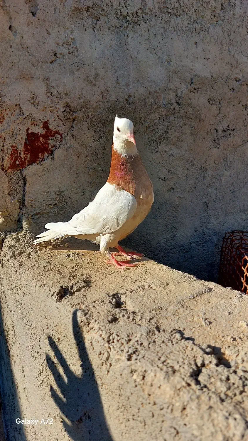 فروش  طوقی شازده|پرنده|مرودشت, شهرک بسیجیان|دیوار