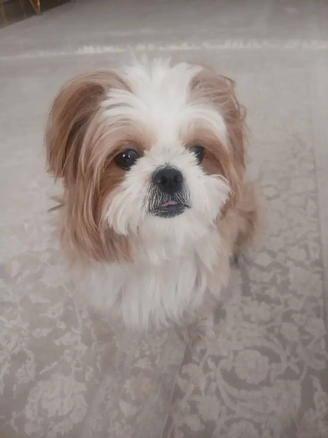 شیتزو سوپرفلت|سگ|رودهن, |دیوار