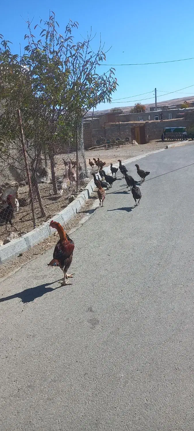 فروش مرغو خروس لاری|حیوانات مزرعه|دیواندره, |دیوار