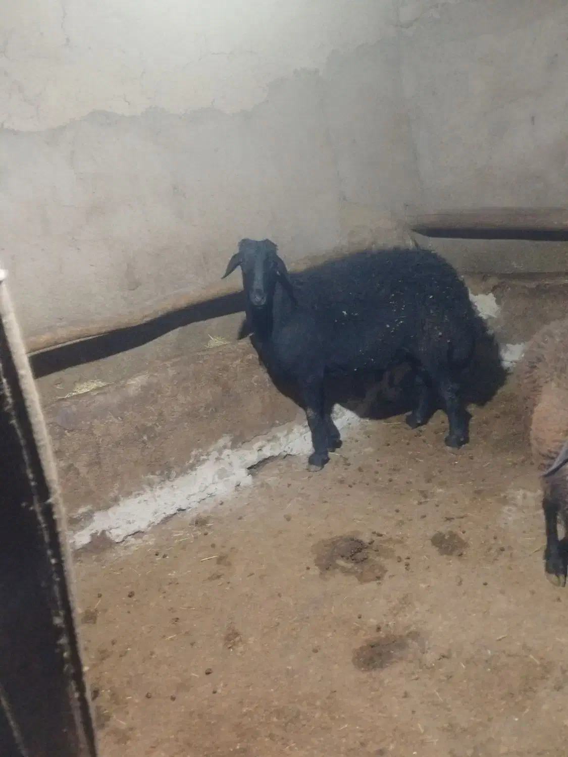 گوچ قره قزل|حیوانات مزرعه|ماهنشان, |دیوار