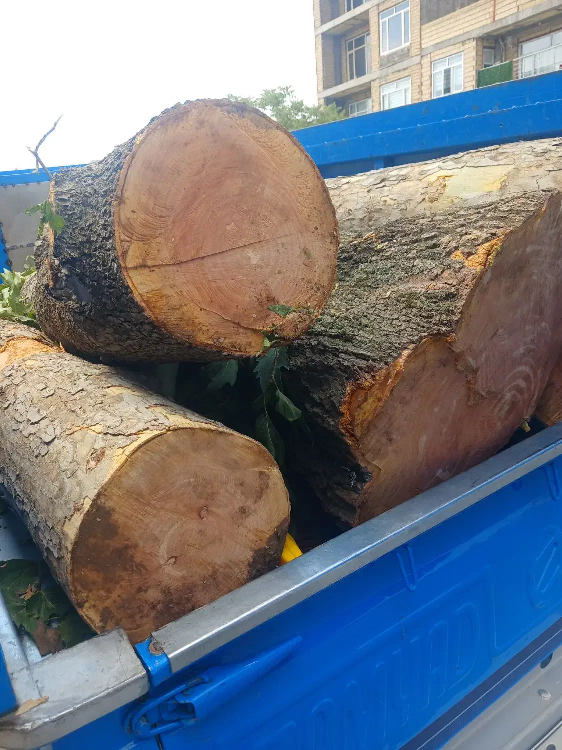 چوب ودرخت|خدمات باغبانی و درختکاری|کرمانشاه, |دیوار