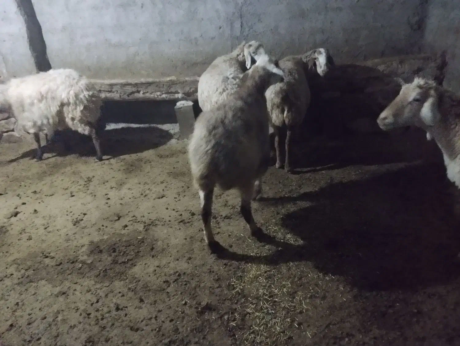 آبستن فروشی|حیوانات مزرعه|شیروان (خراسان), |دیوار