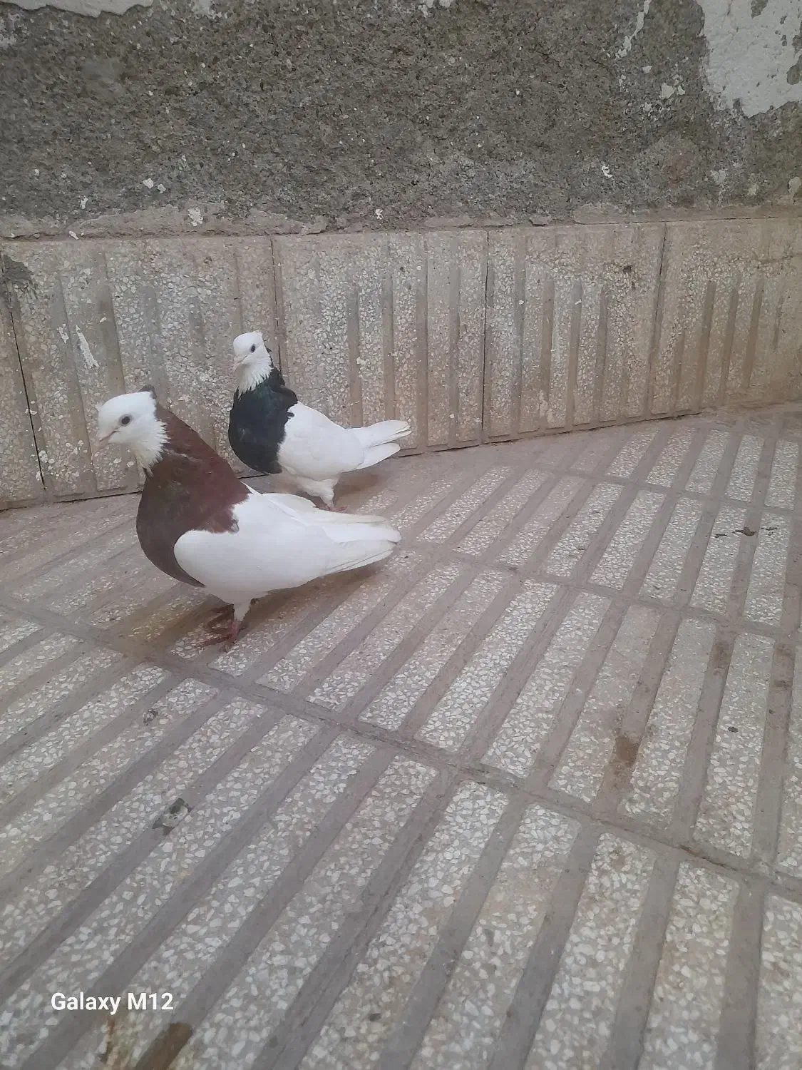 دوتا رنگه کفتر|پرنده|سبزوار, باهنر|دیوار