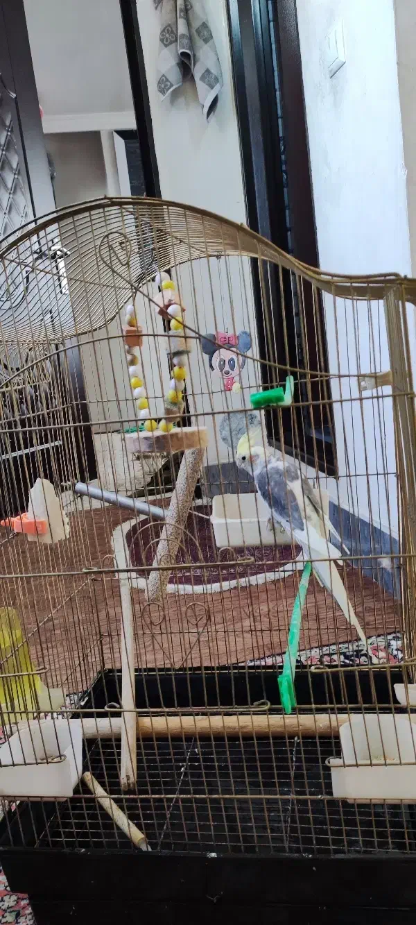 قفس پرنده بزرگ و سالم|لوازم جانبی حیوانات|ارومیه, |دیوار
