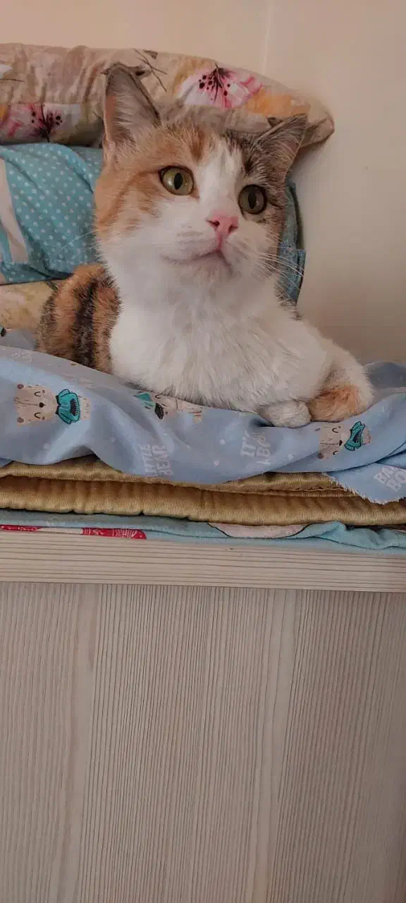 سه عدد گربه عقیم شده واکسناسیون کامل 6ماه واگذاری|گربه|پرند, فاز ۶|دیوار