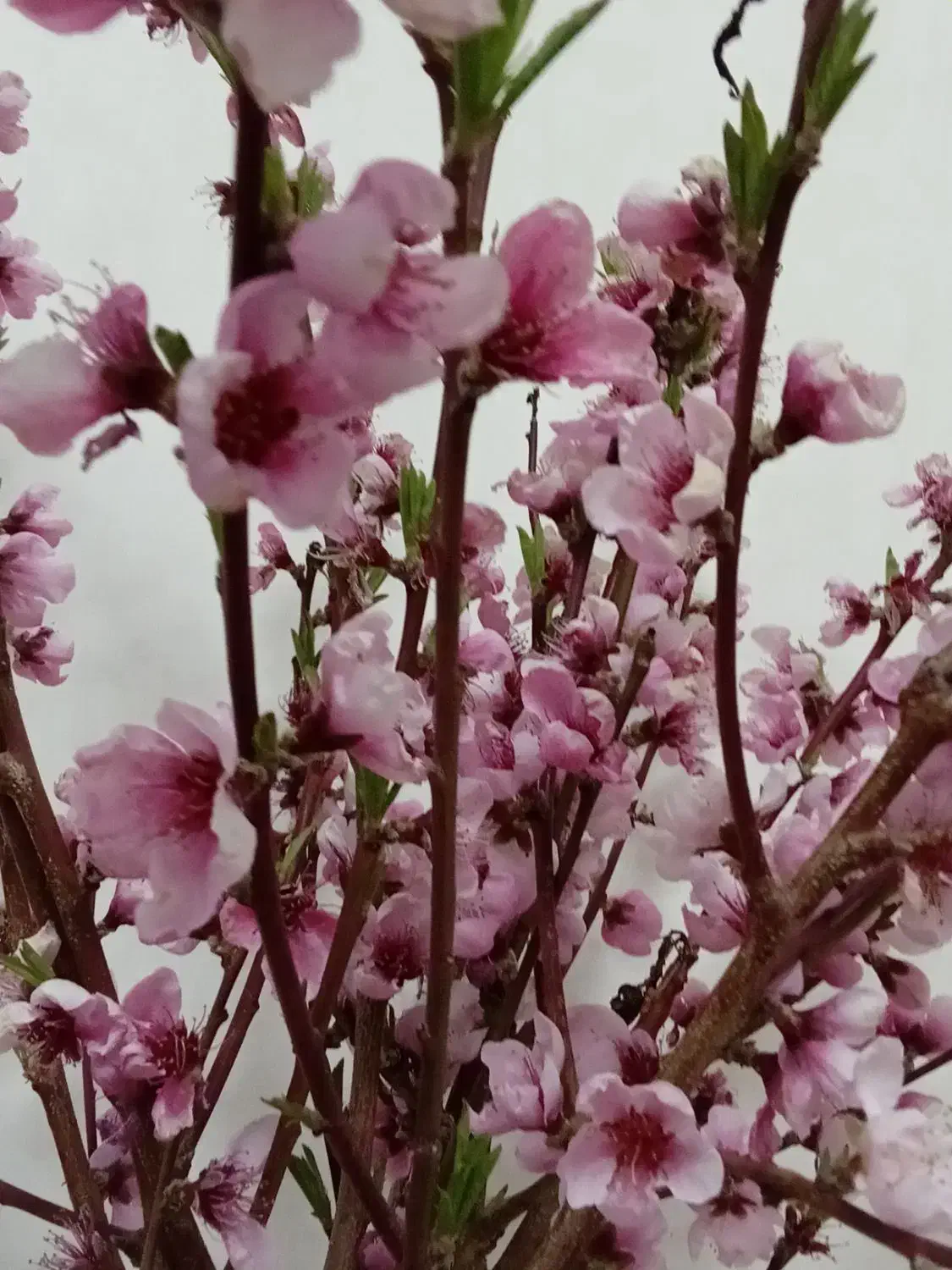 حواله ماشین راناپلاس|خودرو سواری و وانت|مشگین شهر, |دیوار