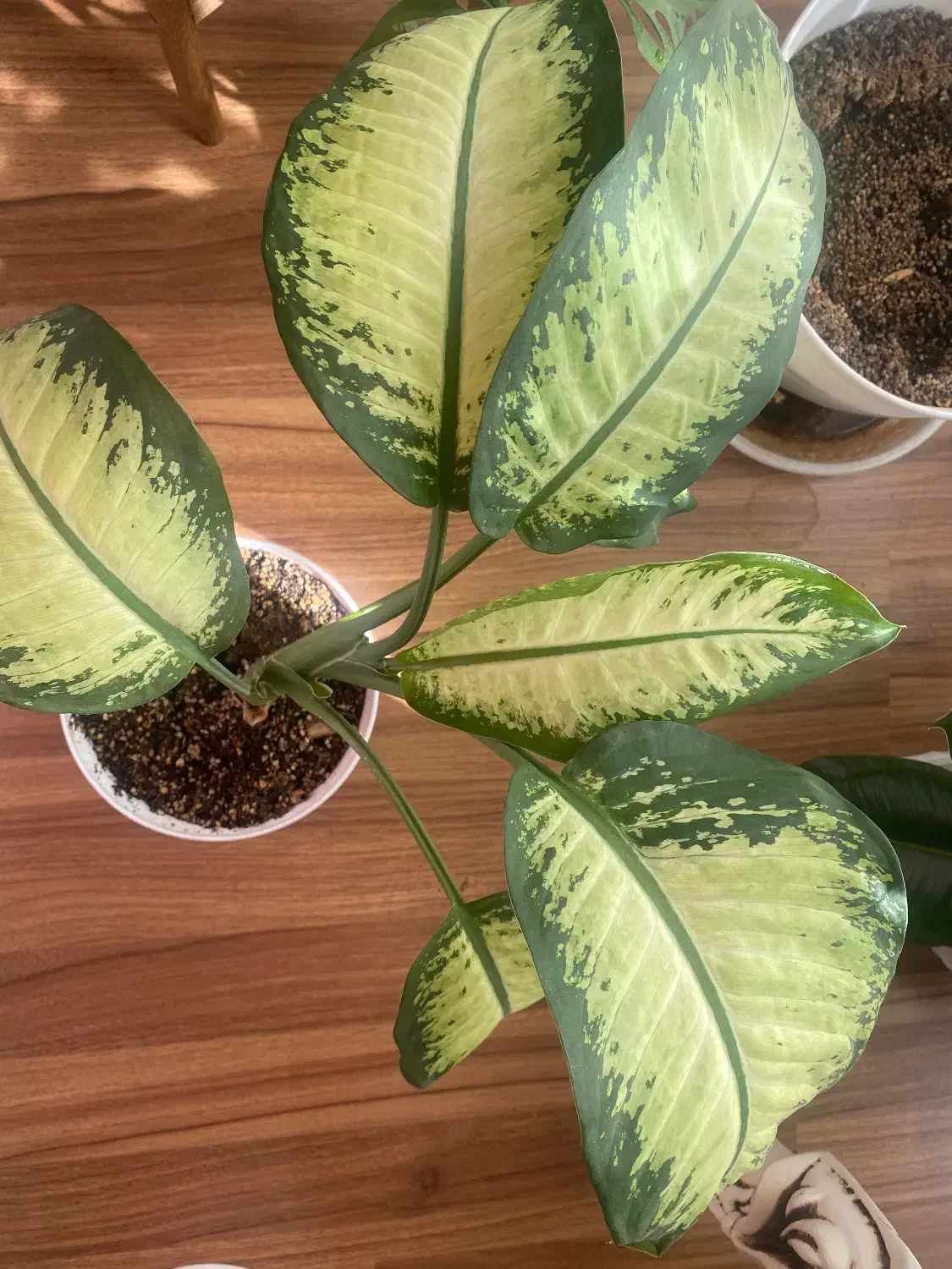 گل آپارتمانی دیفن باخیا|گل و گیاه طبیعی|زنجان, |دیوار