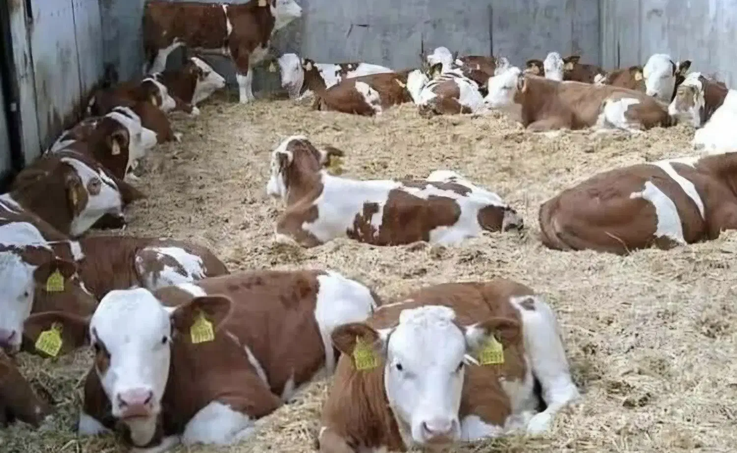 خریدفروش گوساله|حیوانات مزرعه|قم, باغ شریفی|دیوار