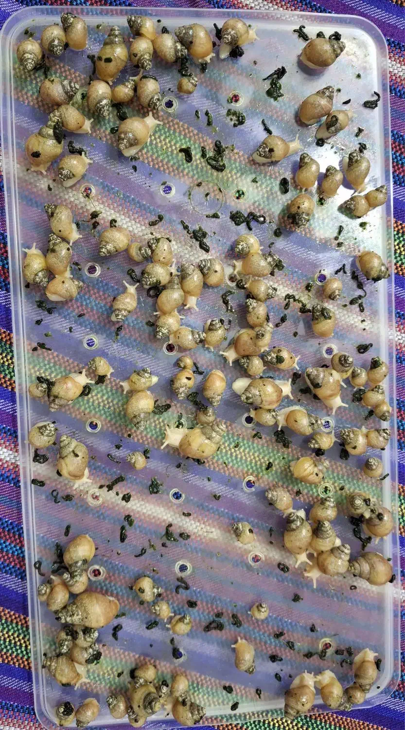 حلزون اچاتینا|خزنده|تهران, گلچین|دیوار