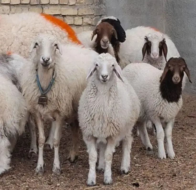گوسفند زنده مستقیم از کوه کلات تخفیف50٪ بی نظیر|حیوانات مزرعه|مشهد, کوه سنگی|دیوار