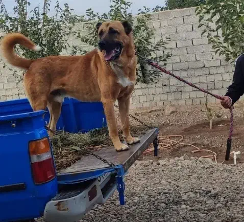 سگ سرابی|سگ|اردبیل, |دیوار