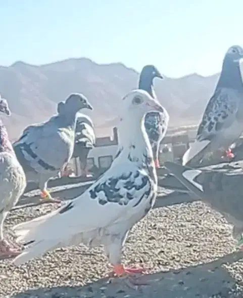 کفتر|پرنده|زاوه, |دیوار