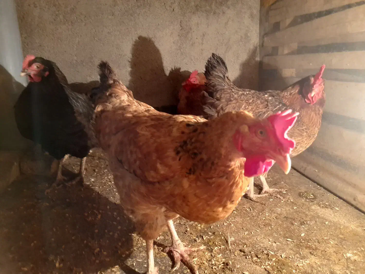 مرغ تخمگذار|حیوانات مزرعه|مشهد, بهمن|دیوار