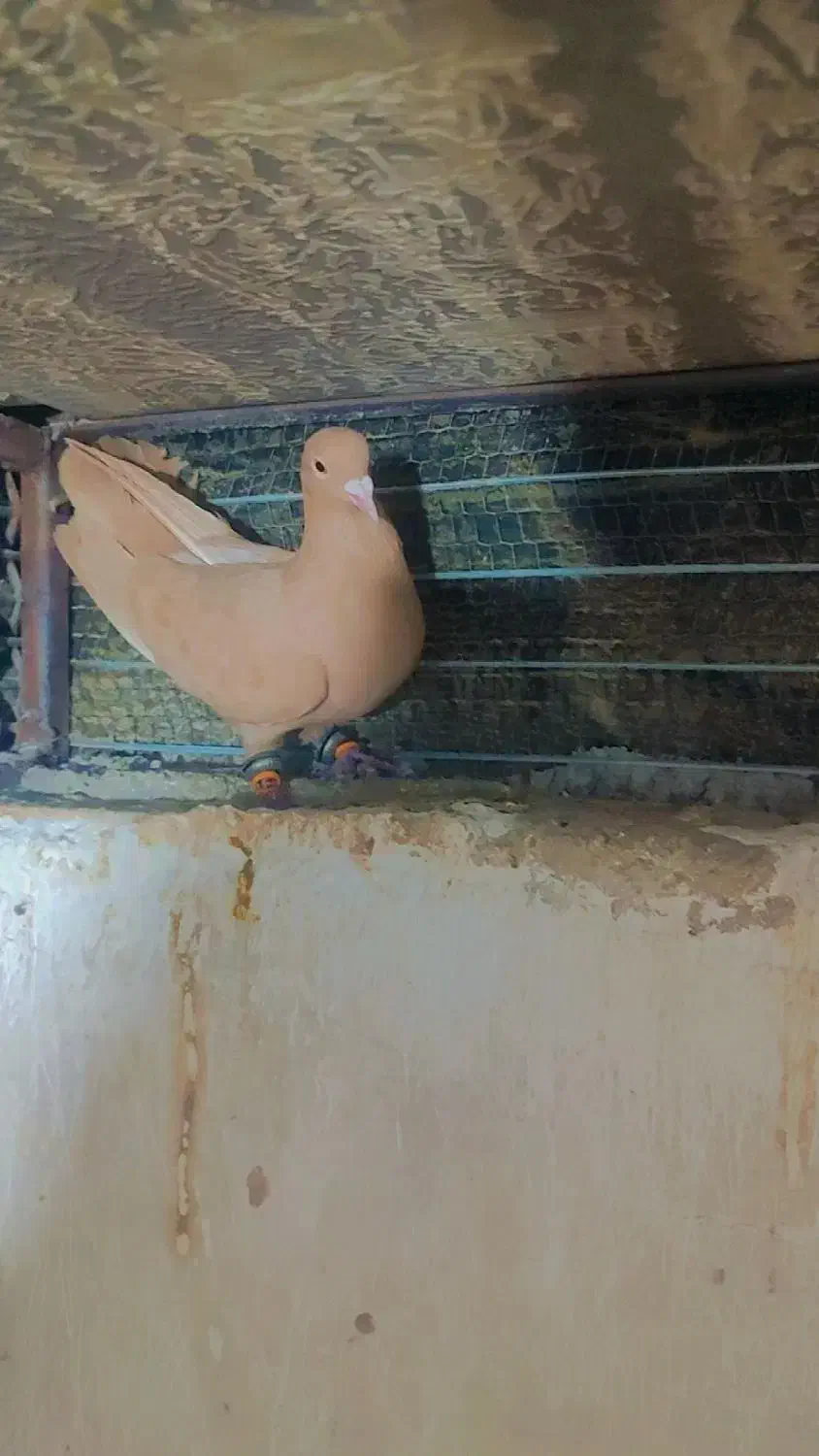 کفتر کبوتر|پرنده|آشخانه, |دیوار