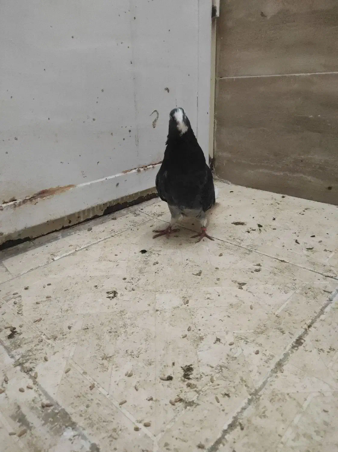 کبوتر پرشی|پرنده|قرچک, مهدیه|دیوار