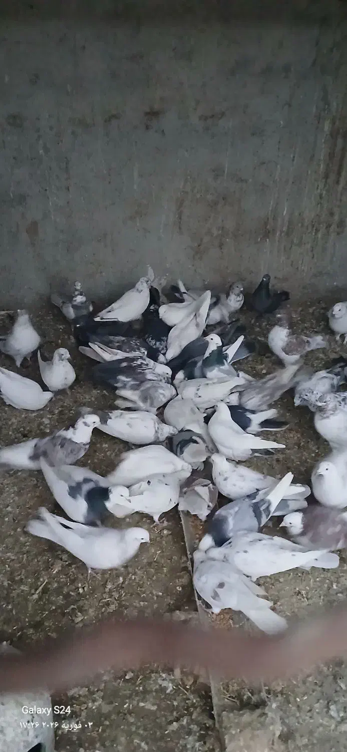 کفتر خوب|حیوانات مزرعه|رباط‌کریم, حکیم آباد|دیوار