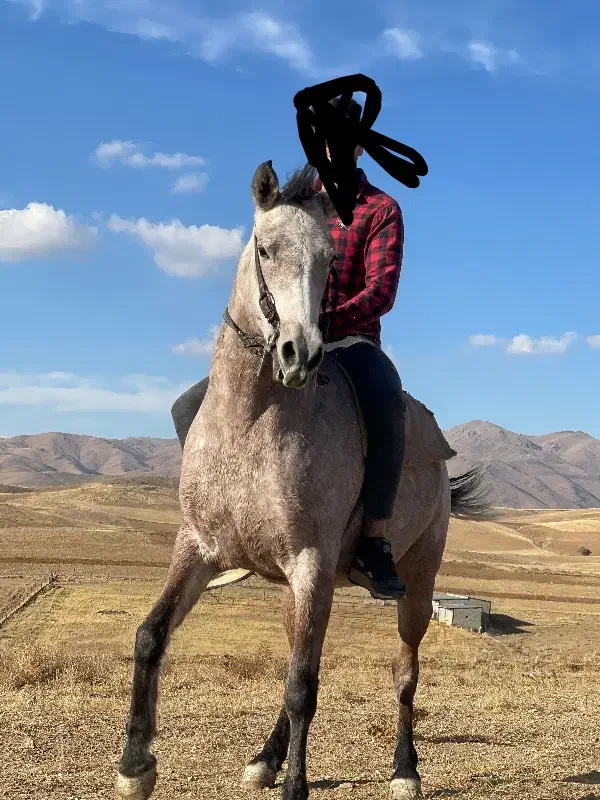 فروشی مادیان عرب کرد|اسب و تجهیزات اسب‌سواری|قدس, شهر‌قدس|دیوار