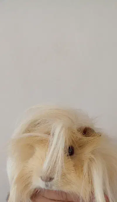 خوکچه هندی خانگی|موش و خرگوش|مرند, |دیوار