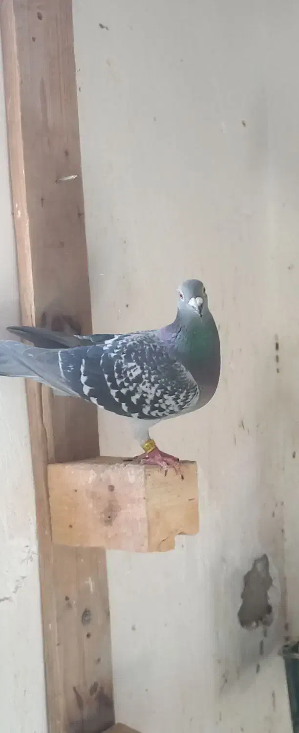 فروشی|پرنده|خرمشهر, |دیوار