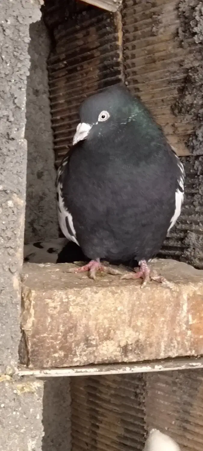 کفتر سینه ای|حیوانات|فولادشهر, مسکن مهر فولادشهر|دیوار