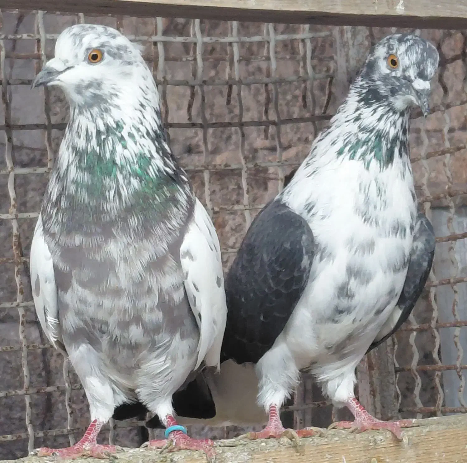 کبوتر  قاره و قوچی|پرنده|قائم‌شهر, |دیوار