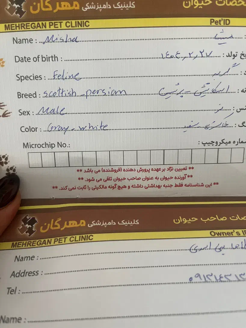 گربه اسکاتیش و پرشین|گربه|کرمان, |دیوار