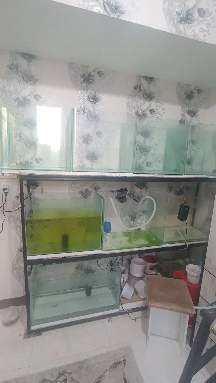 ۸ عدد اکواروم شیشه خم|ماهی|قزوین, |دیوار