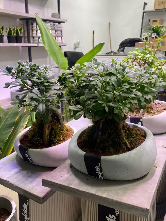 فروش انواع گیاه بنسای|گل و گیاه طبیعی|اصفهان, الهیه|دیوار