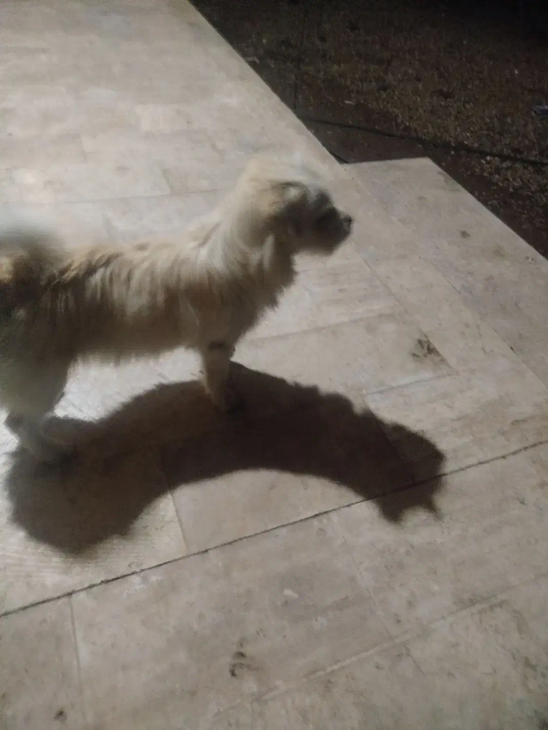 سگ خانگی|سگ|بازرگان, |دیوار