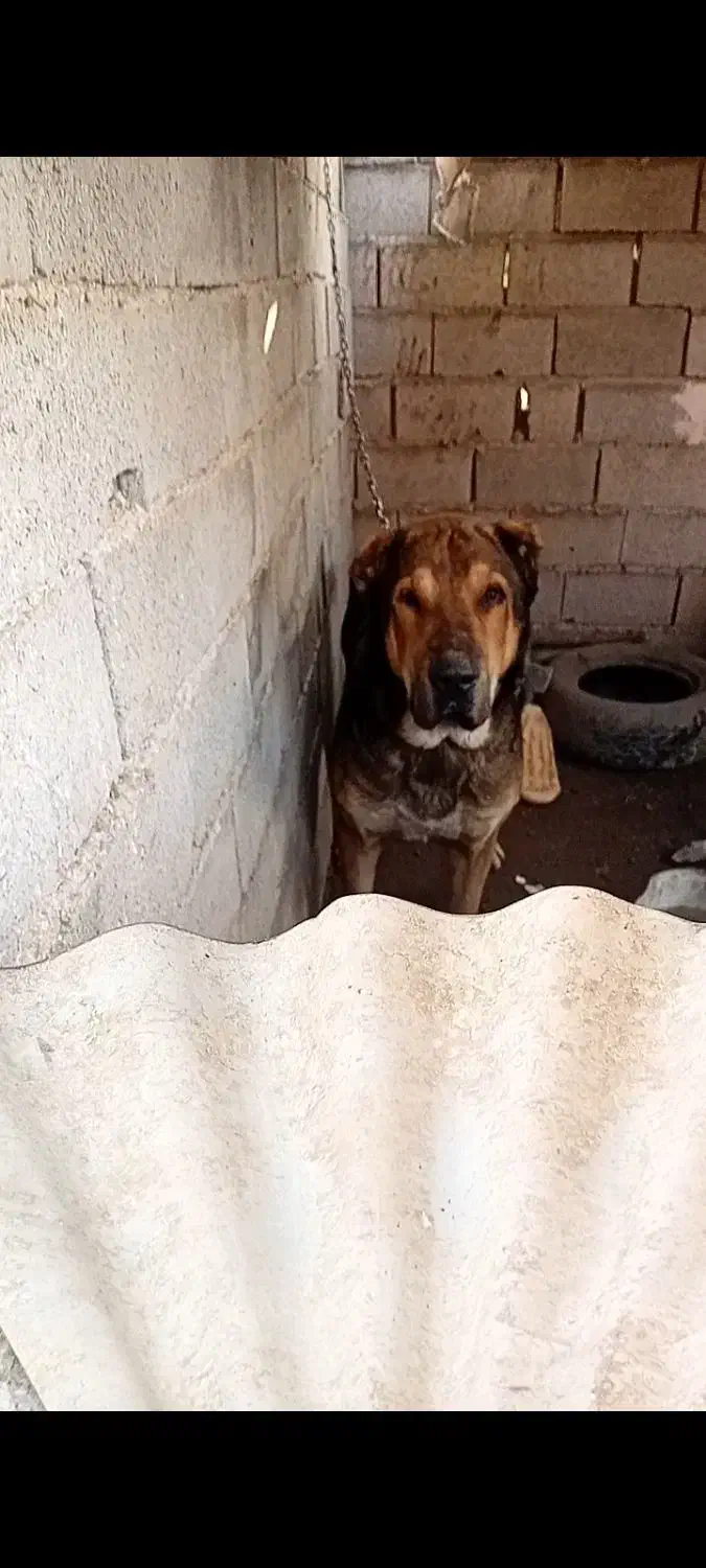 سگ الابای|سگ|ساری, |دیوار