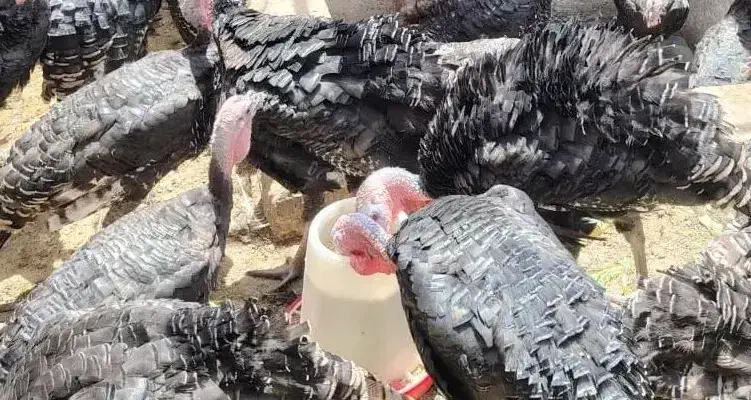 تخم نطفه دار بوقلمون برنز|حیوانات مزرعه|شیراز, باغ تخت|دیوار