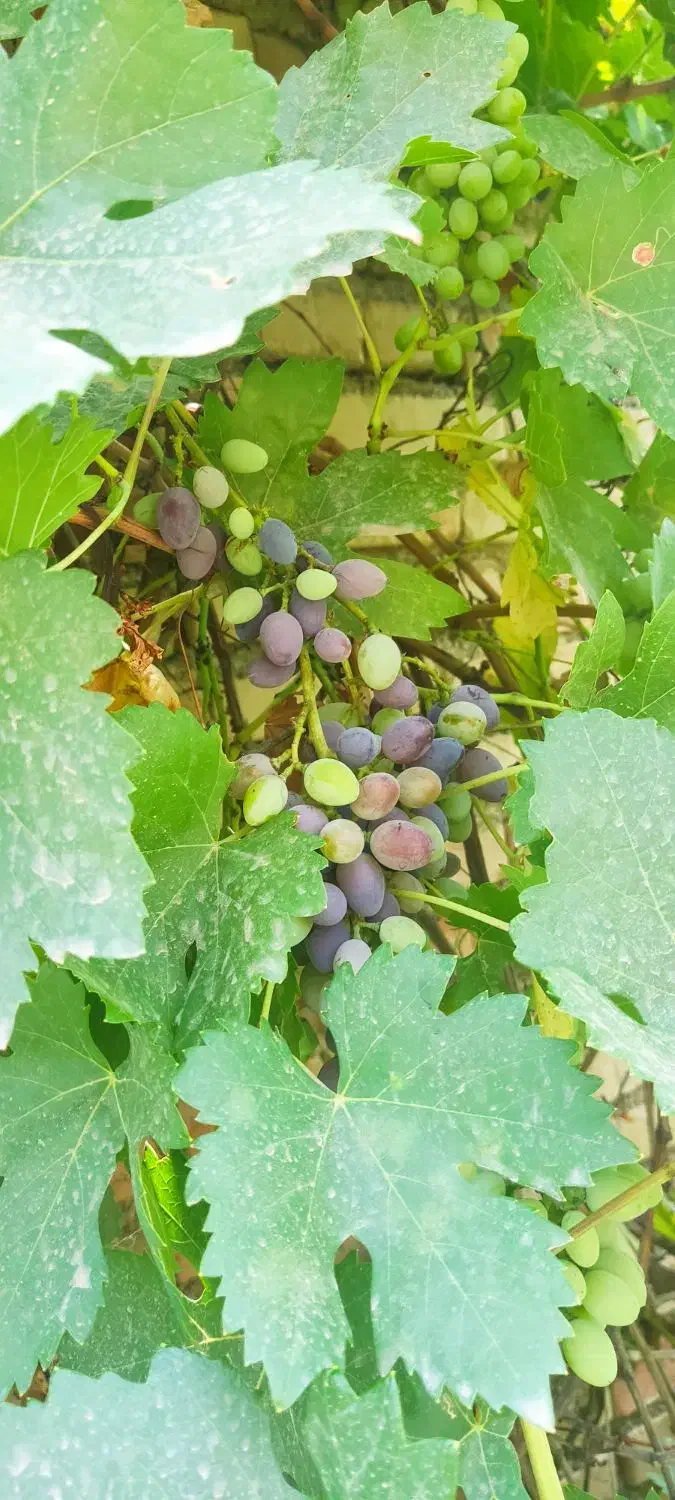 ویلا خونه باغ زیتون طارم.|فروش خانه و ویلا|طارم, |دیوار