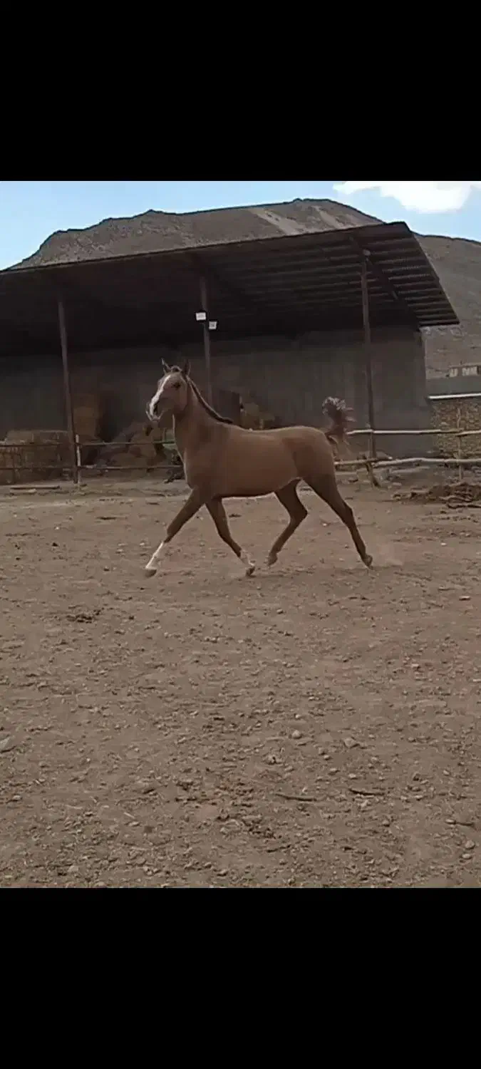 اسب مادیان|حیوانات مزرعه|فرخ‌شهر, |دیوار