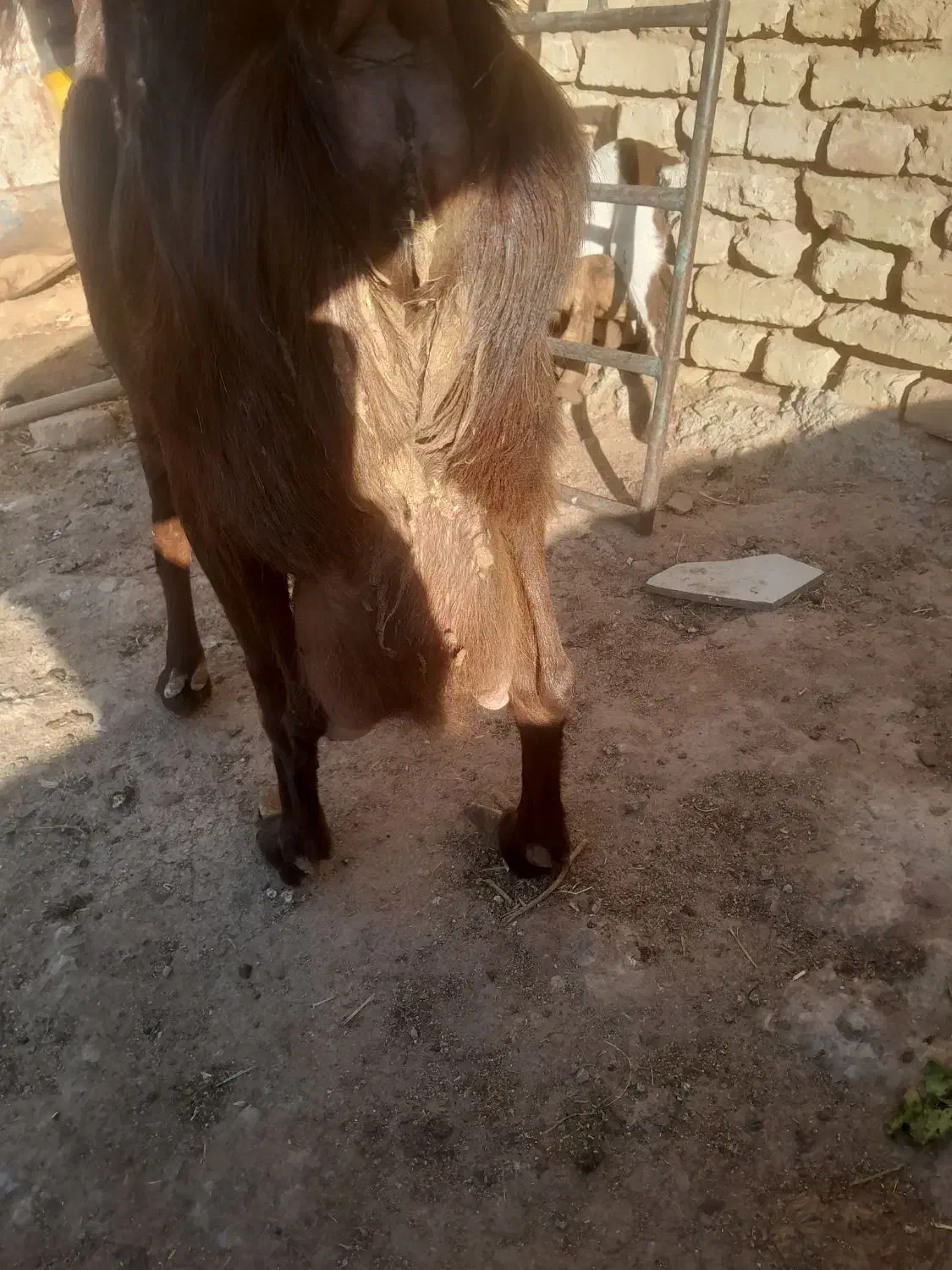 بز شیرا|حیوانات مزرعه|زارچ, |دیوار