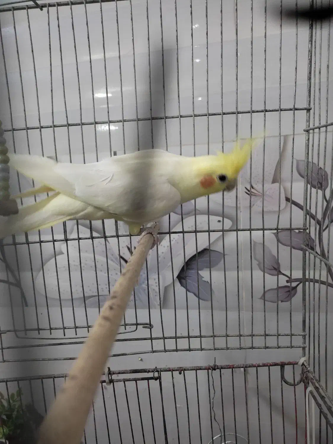 سلام عروس هلندی سالم و آواز خون با همرا بچه|پرنده|قم, کیوانفر|دیوار