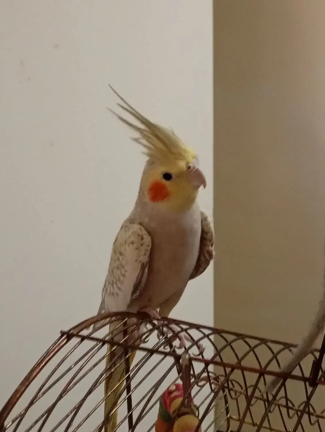 ۲عدد عروس هلندی|پرنده|تهران, ایوانک|دیوار