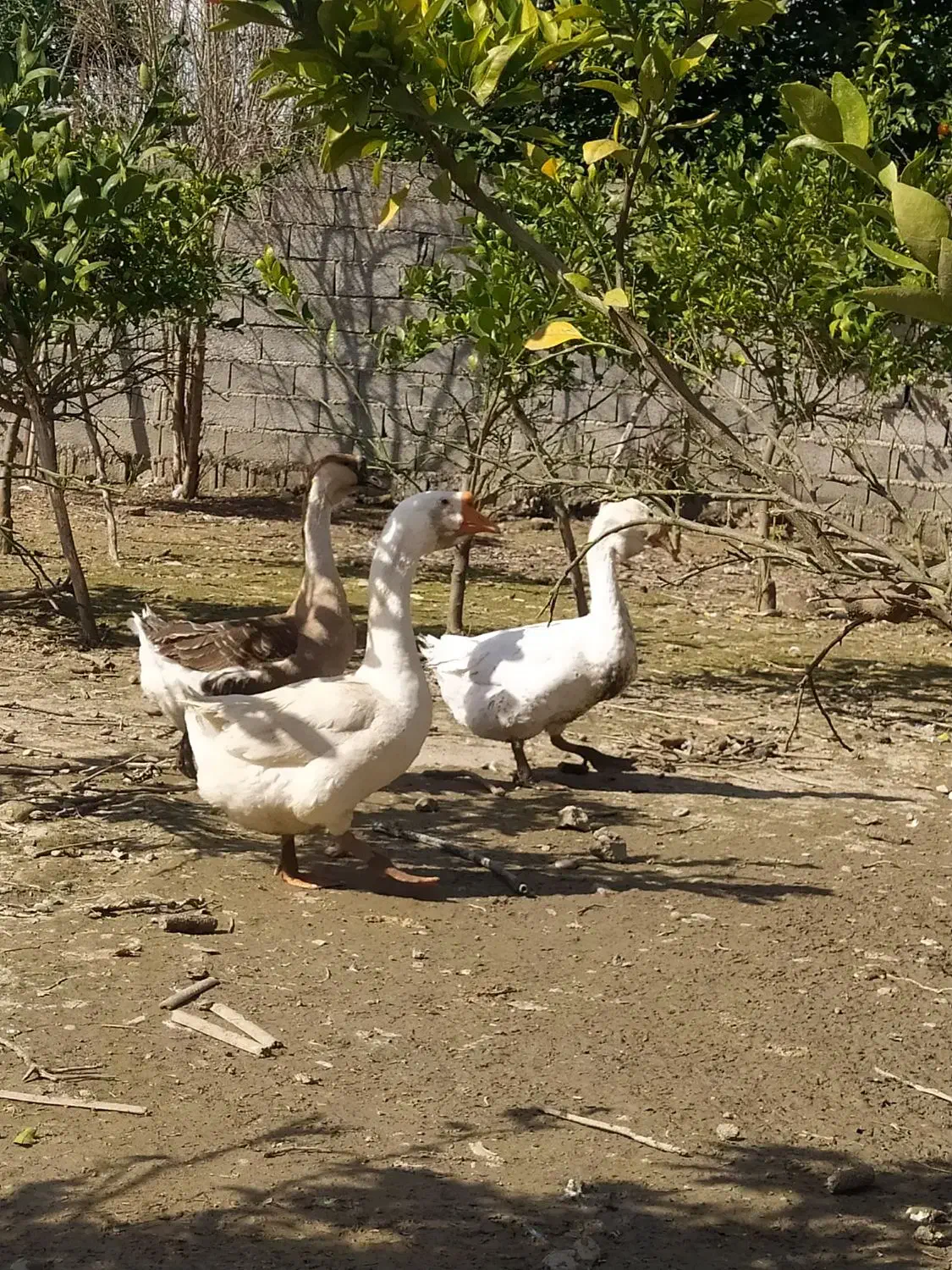 قوغازلیندا|حیوانات مزرعه|ساری, |دیوار