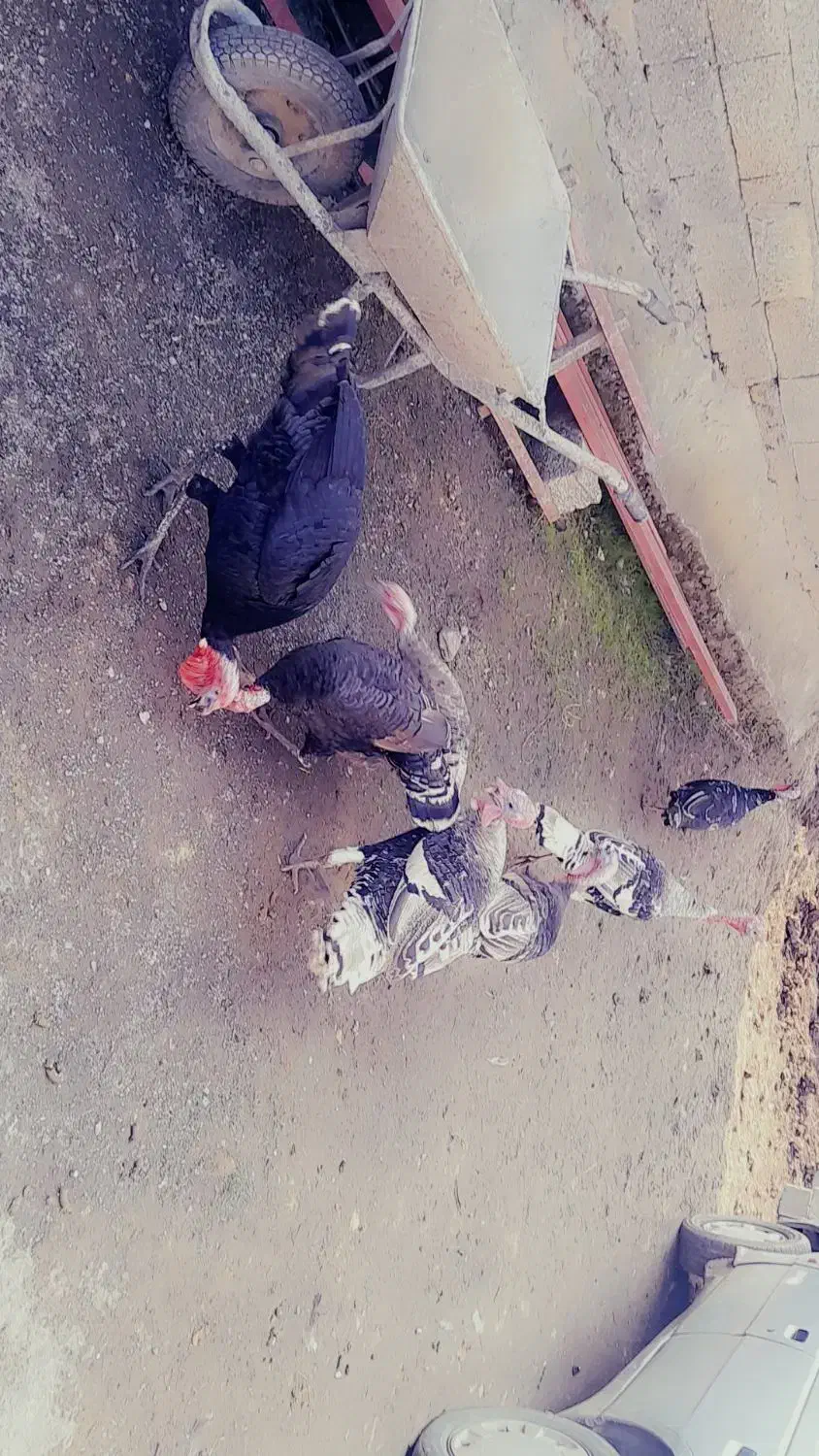 فروش هشتر خان|حیوانات مزرعه|تالش, جوکندان|دیوار