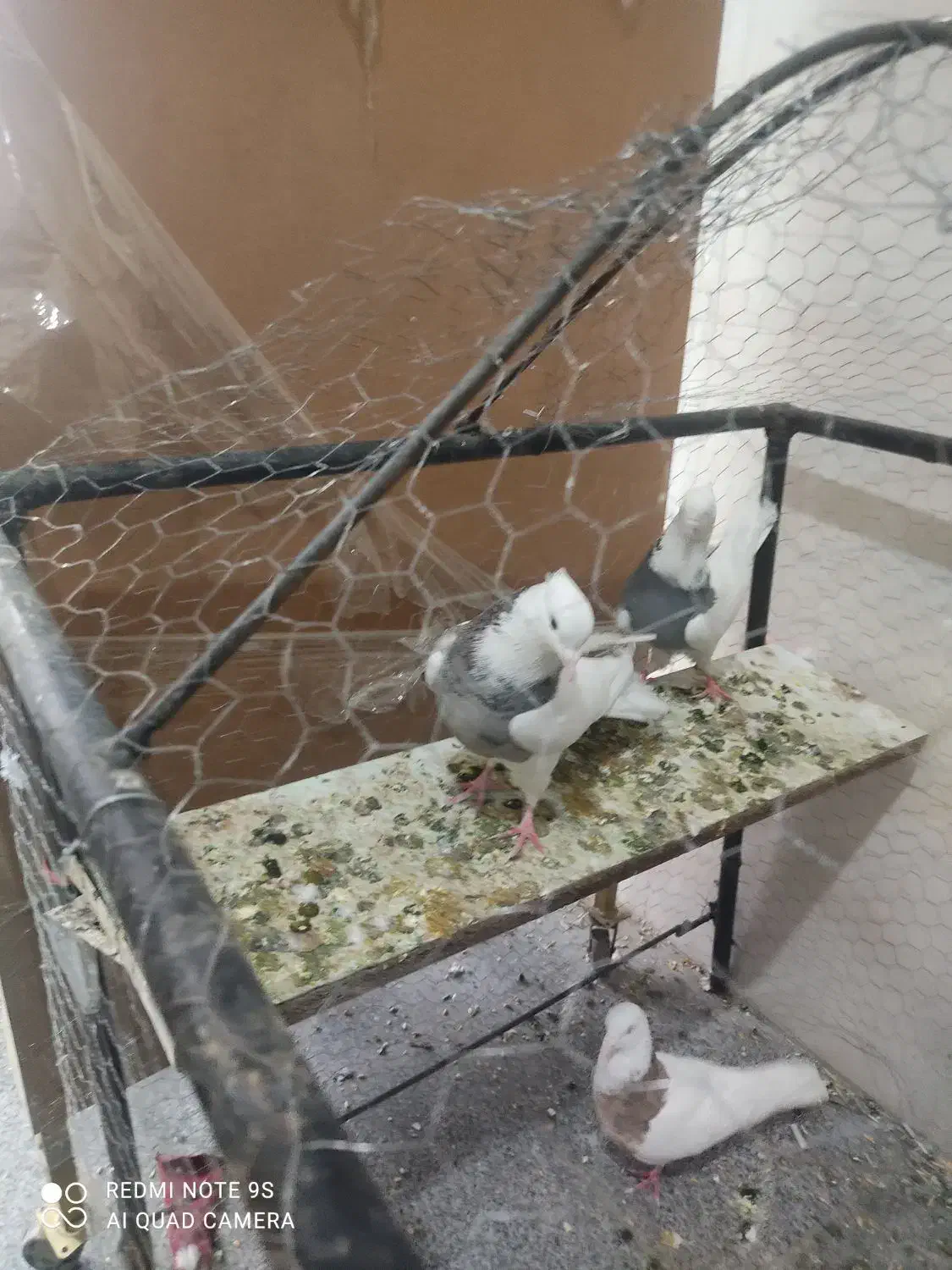 کفتر طوقی الماسی درجه یک نر بدون غلط|پرنده|همدان, |دیوار