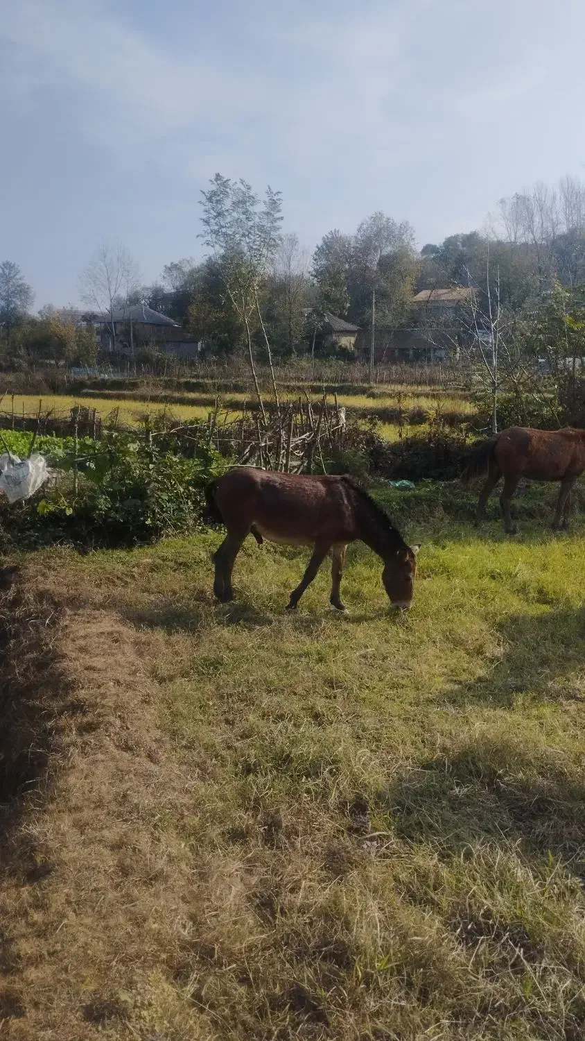 قاطر|حیوانات مزرعه|سیاهکل, |دیوار