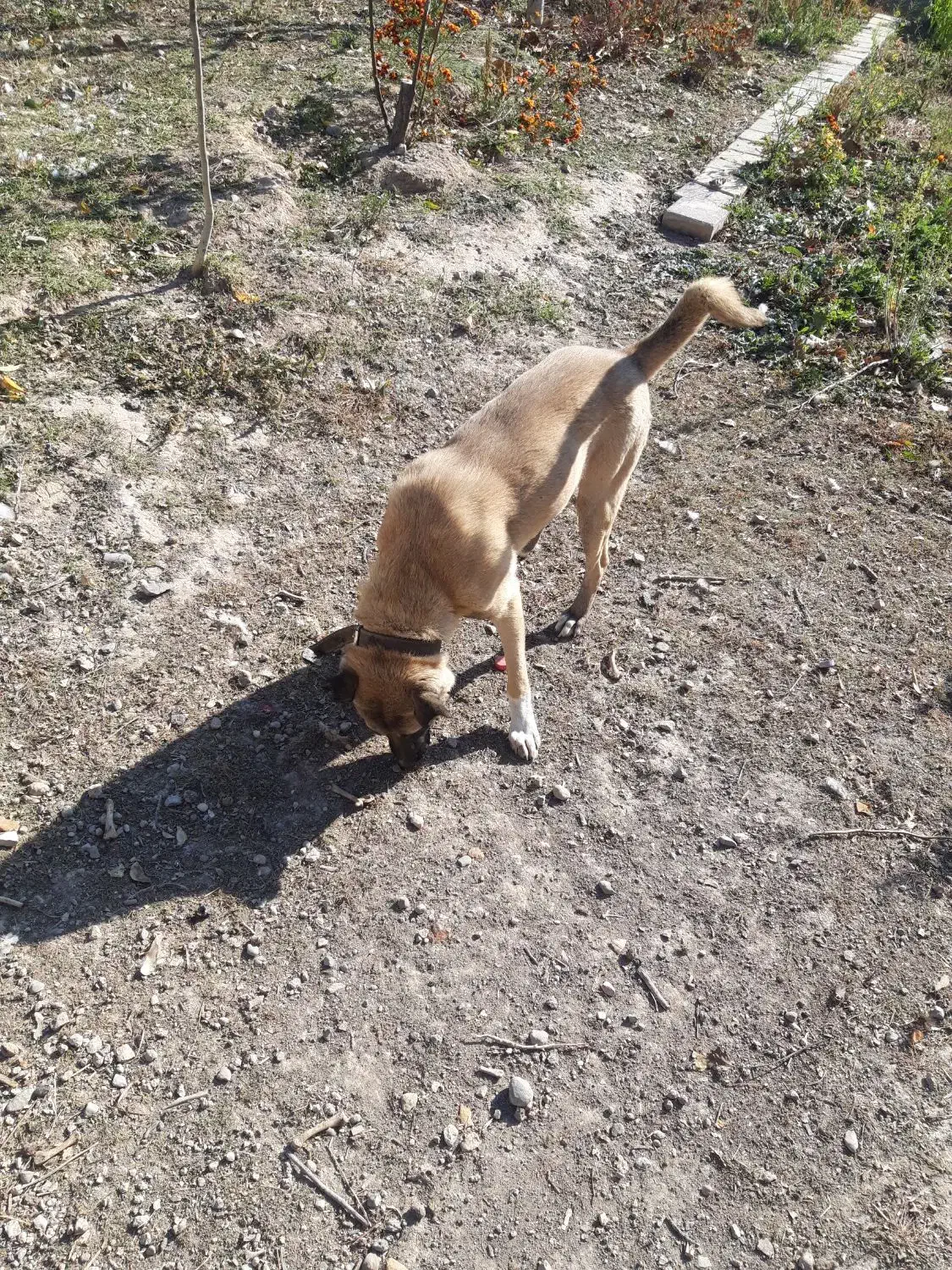 سگ دو رگه|سگ|اردبیل, |دیوار